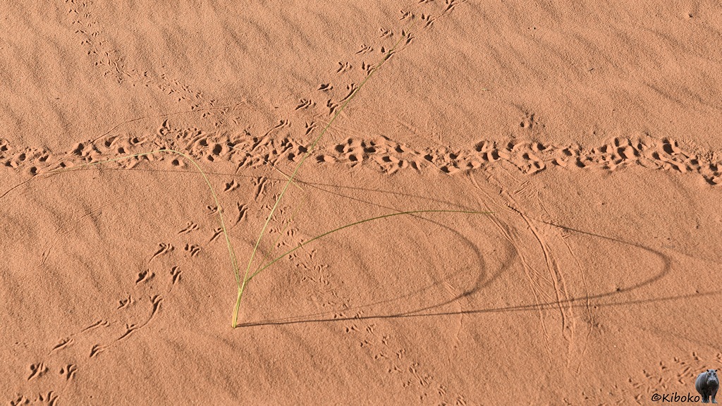 Das Bild zeigt rosafarbenen Sand mit leichten Längsriffeln. Drei unterschiedliche Spuren von Krabbeltieren führen von rechts nach links, und jeweils diagonal durch das Bild. Sie treffen sich in einem Punkt. Eine dreiblättrige Graspflanze wirft einen Schatten. Die herunterhängenden Blattspitzen haben ebenfalls Spuren im Sand hinterlassen.
