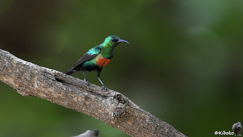 Das Bild zeigt einen kleinen, metallic-grün schimmernden Vogel mit schwarzem, gebogenem Schnabel. Der Bauch hat eine rote Fläche mit gelben Seiten. Schwanz und Flügel sind schwarz. Die Schulter schillert in blau-metallic. Der Vogel sitzt auf einem diagronal laufenden Ast vor grünen unscharfen Hintergrund.