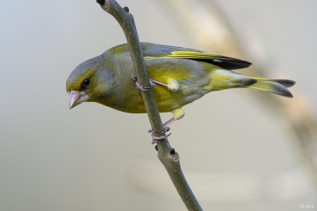 DSC_4946.jpg