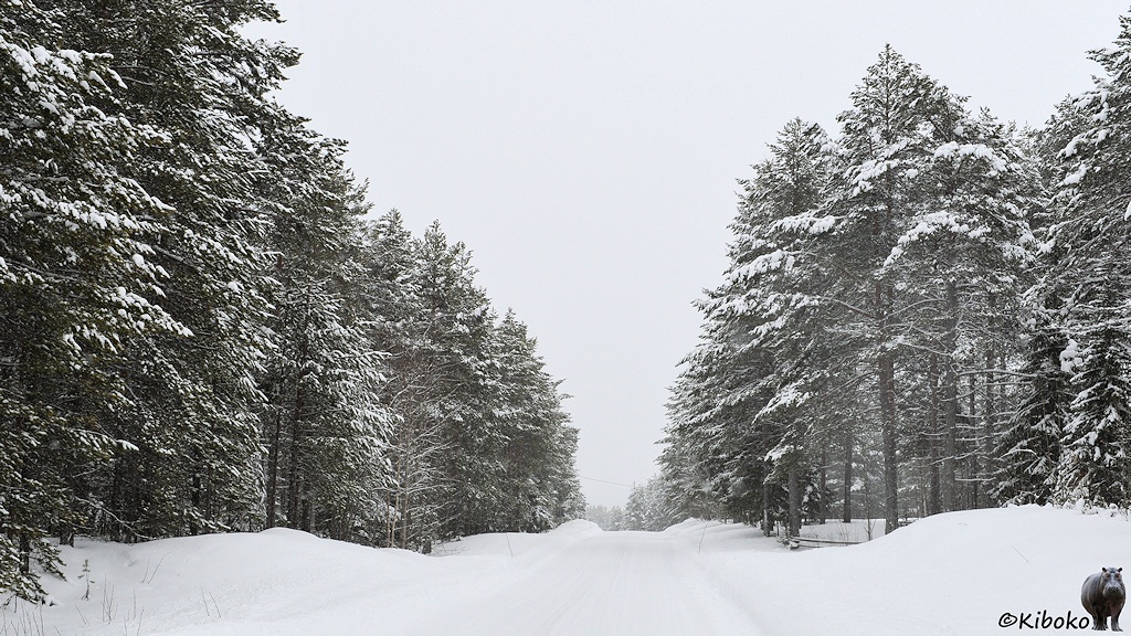 Das Bild zeigt eine gerade, komplett mit Schne bedeckte Straße, die in das Bild hineingeht. Auf beiden Seiten stehen hohe, schneebedeckte Nadelbäume.
