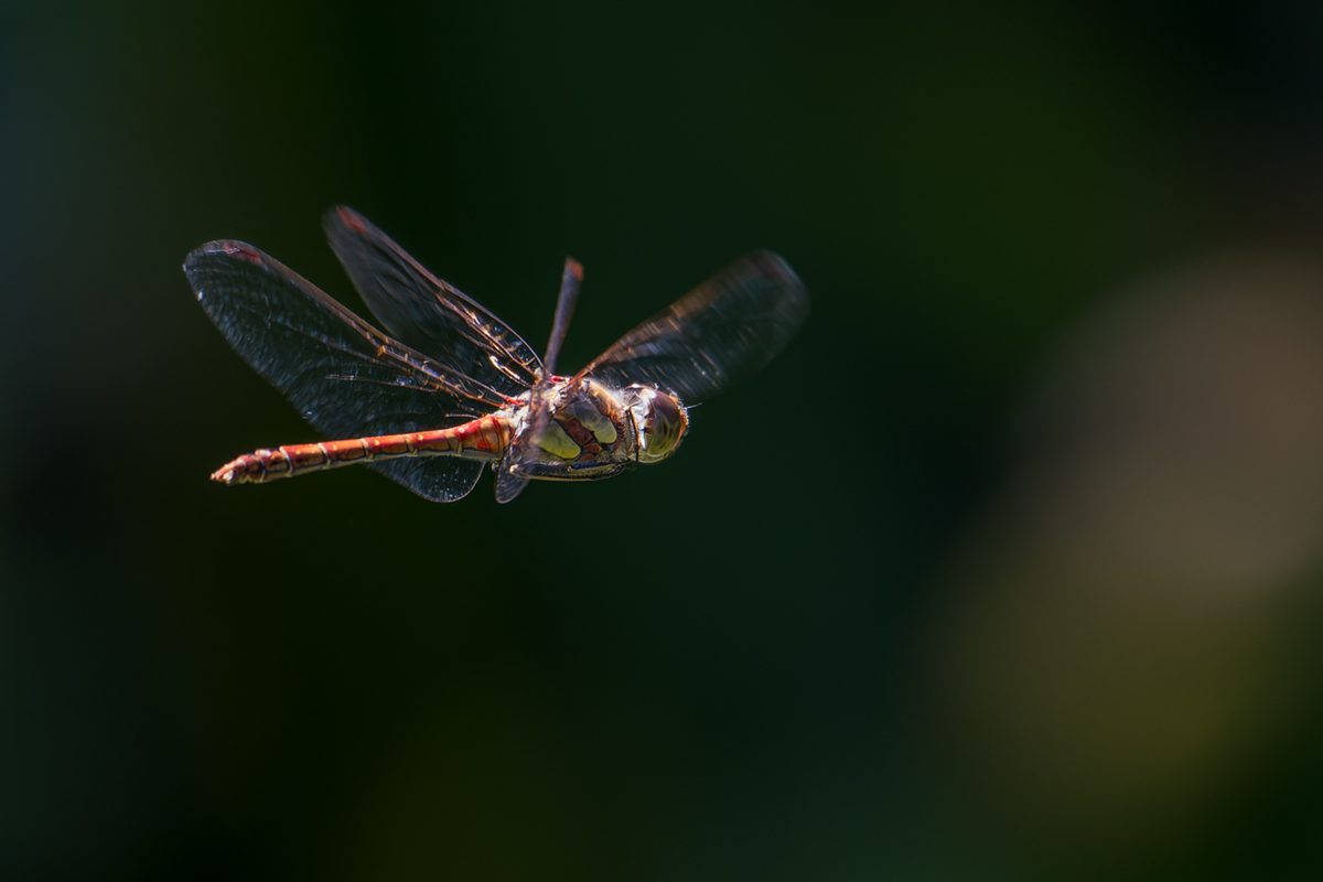 20260826_NZ9_0816_DPXNF.jpg