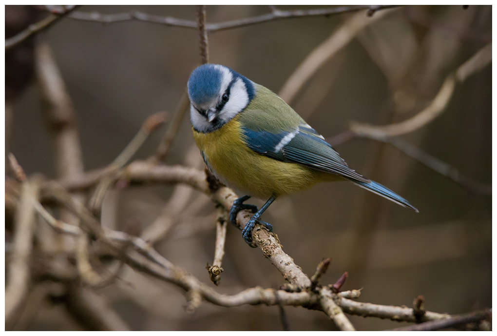 Blaumeise013.jpg