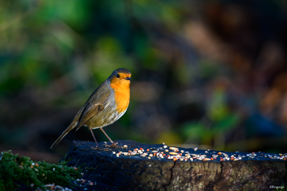 DSC_7900.jpg