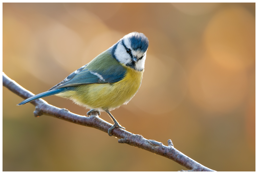 Blaumeise058.jpg