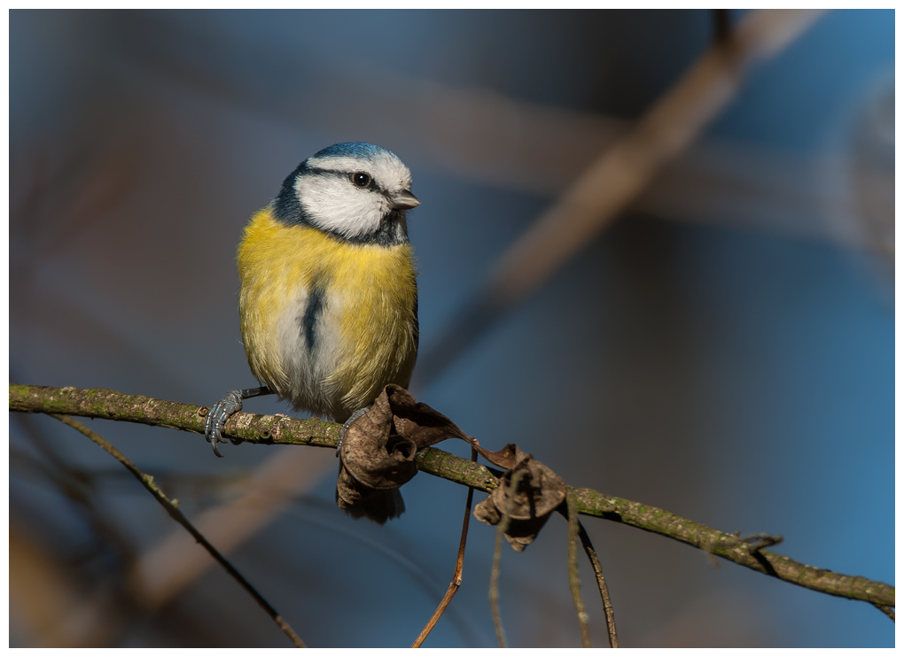 Blaumeise061.jpg