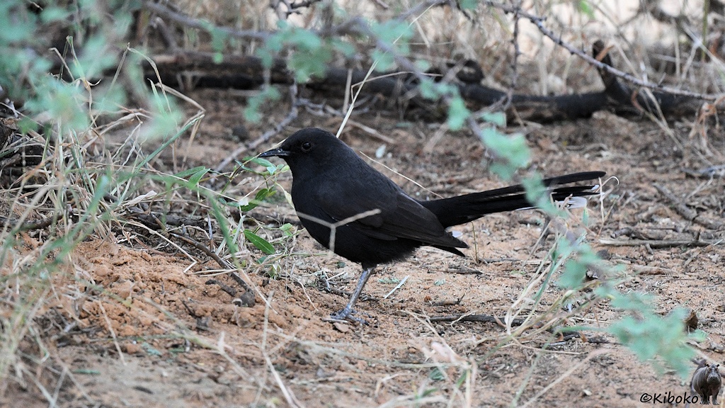 Das Bild zeigt einen scharzen Vogel auf dem Boden. Der lange schwarze Schwanz zeigt leicht nach oben.