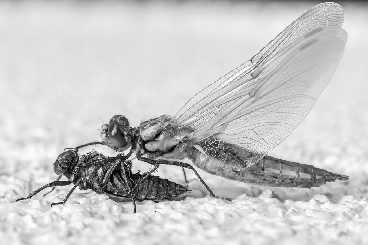 20190504_D850_0535swNF.jpg