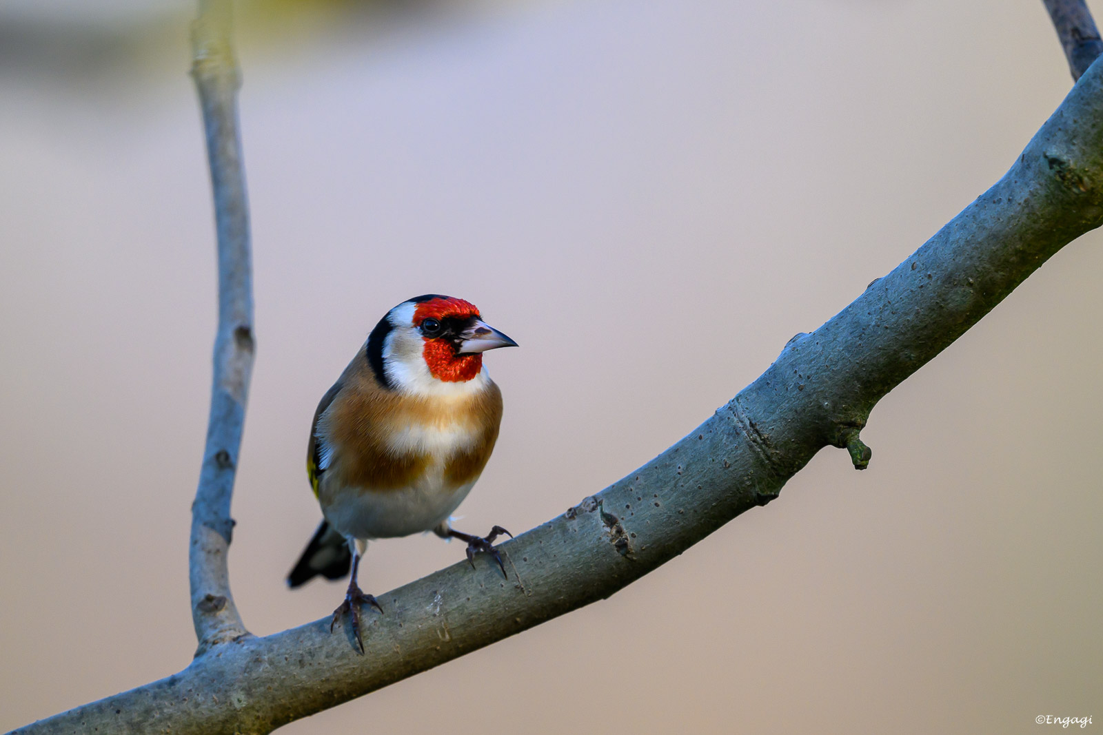 DSC_3423.jpg