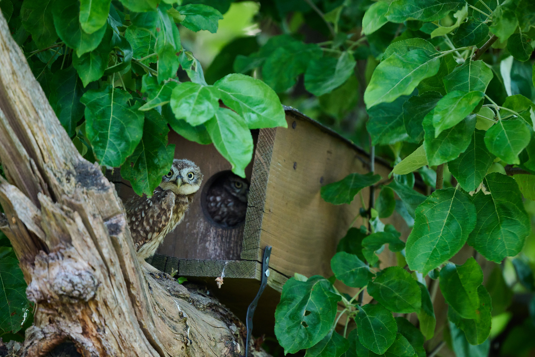 DSC_7034-X4.jpg