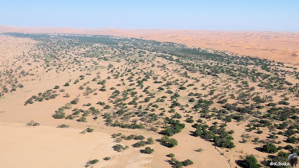 Das grüne Band des trockenen Flußtals zieht sich durch das Bild. Im Hintergrund sind die Dünen der Sandwüste.