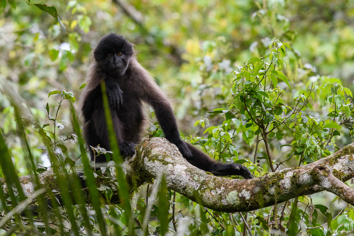 Uganda%200855.jpg