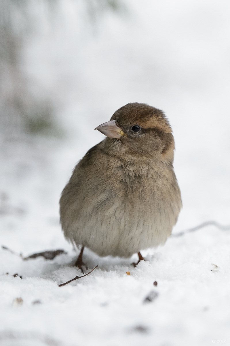 DSC_2666.jpg