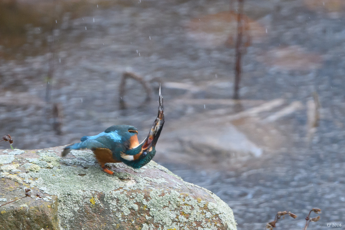 Eisvogel-77.jpg