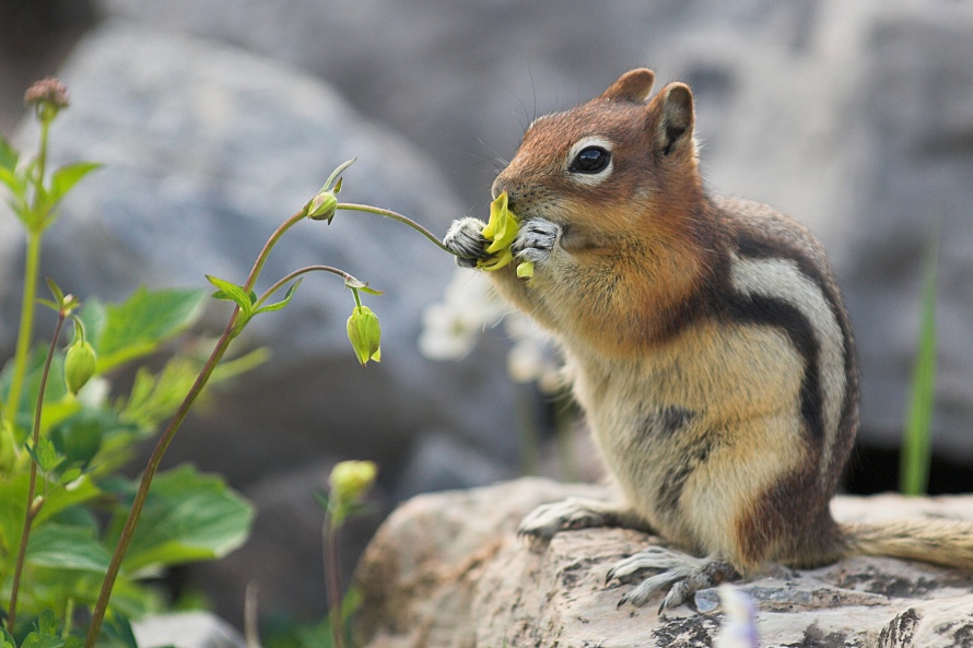 nff_squirrelbluete.jpg
