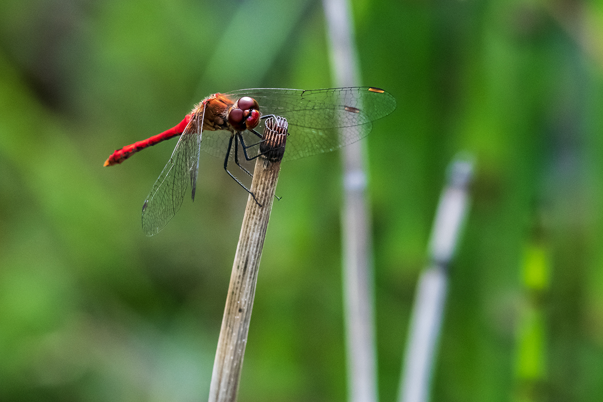 20200725_D850_2152NF.jpg