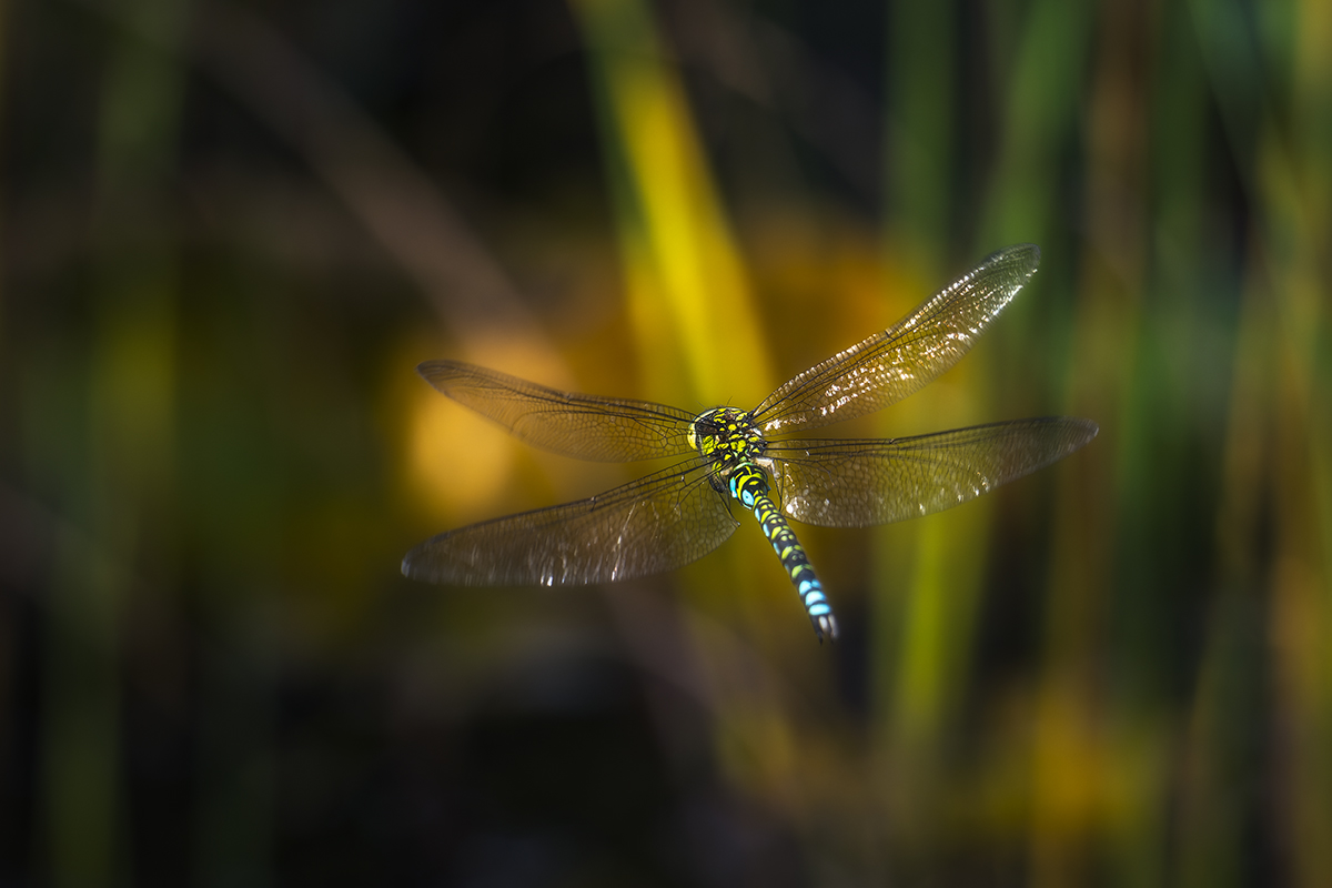 20240925_NZ9_5737v_DPNF.jpg