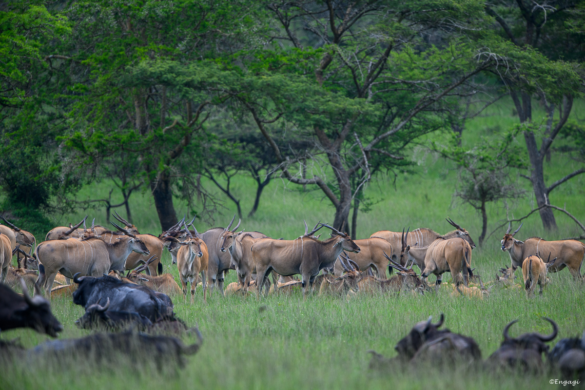 Uganda%202626.jpg