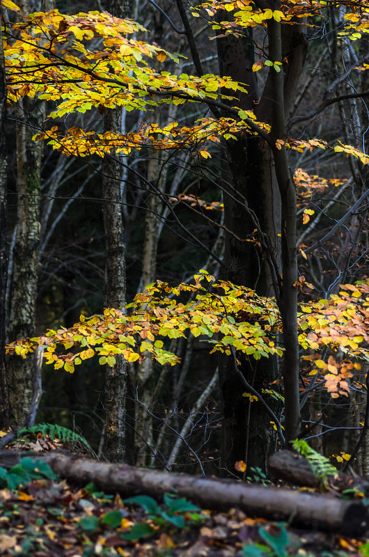 herbst01.jpg