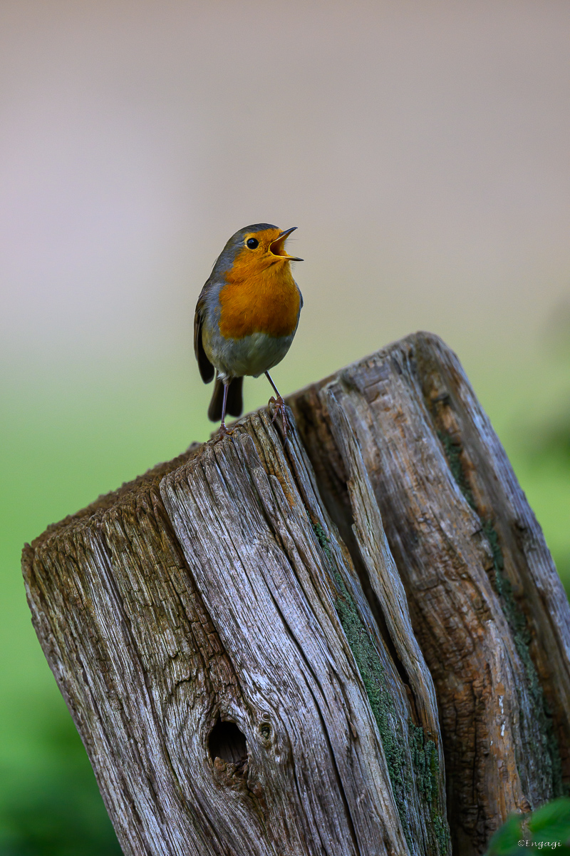 DSC_6445.jpg