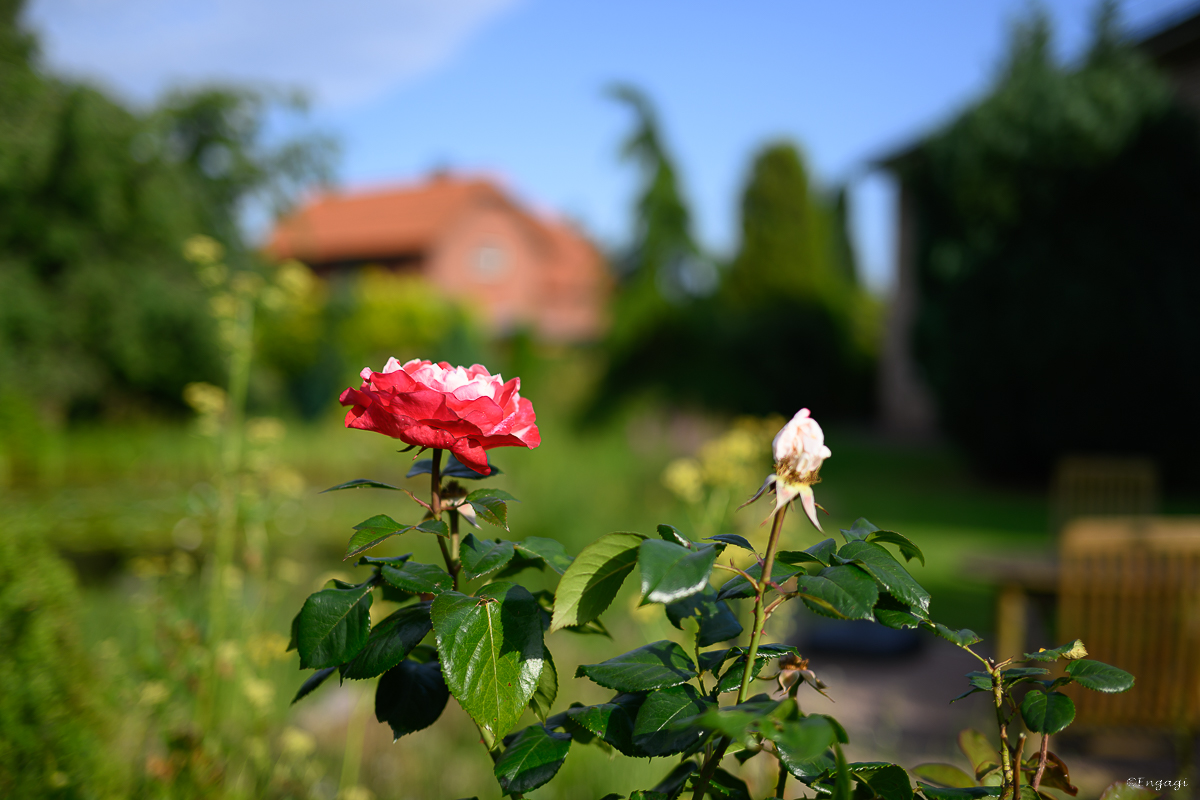DSC_2436.jpg