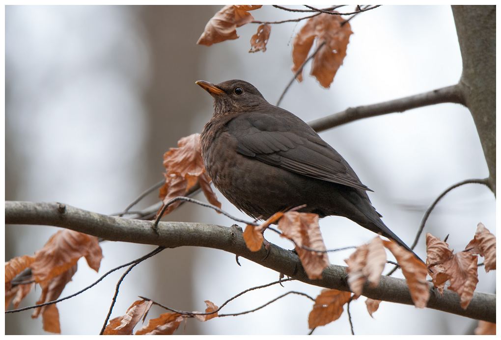 Amsel004.jpg
