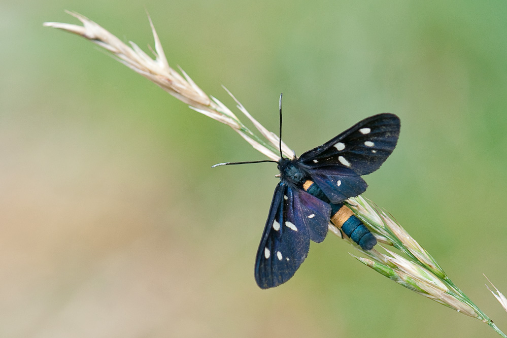 amata_phegea_stanjel_slo_130626.jpg