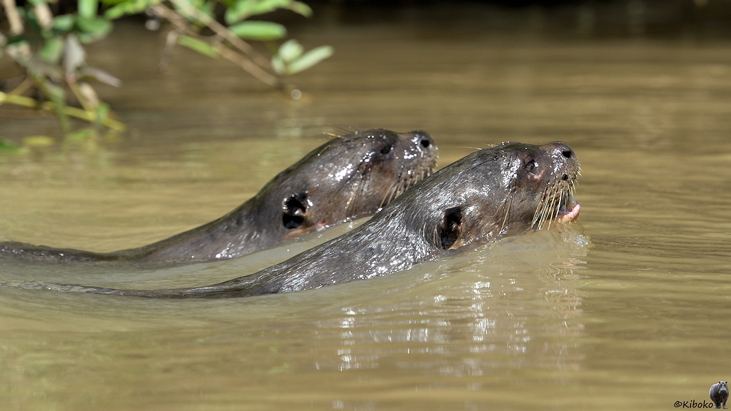 Zwei Riesenotter schweimmen nebeinenander