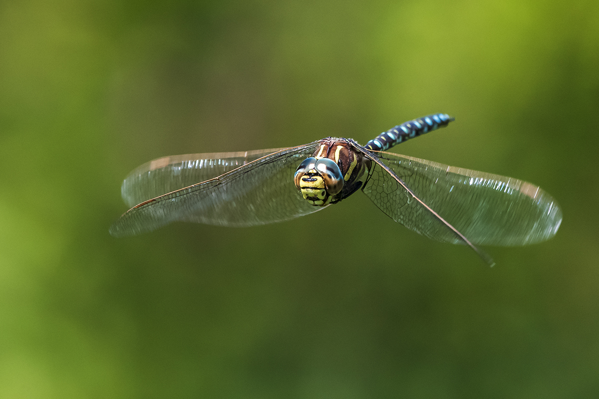 20200810_D500_0411NF.jpg