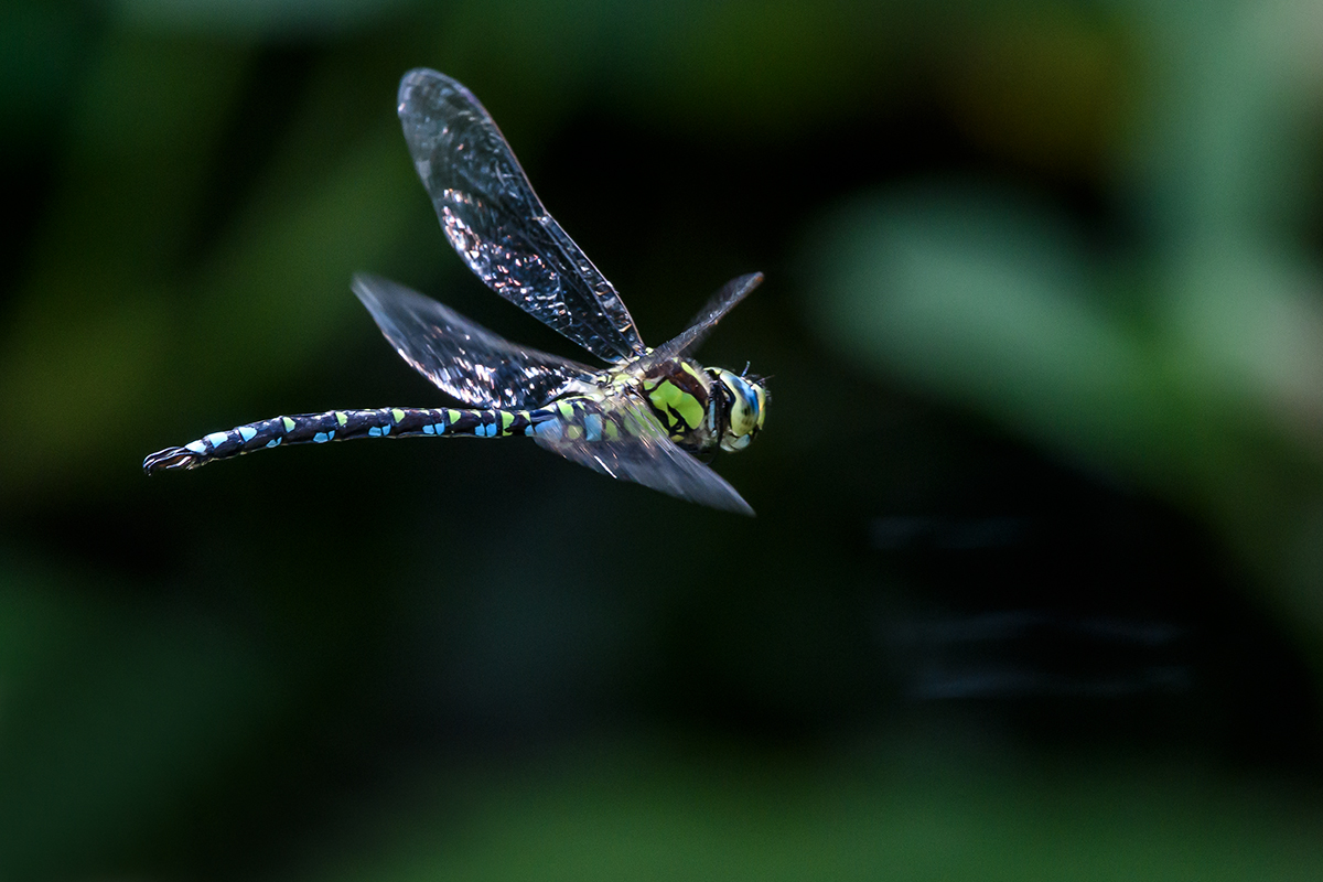 20200824_D500_2013NF.jpg