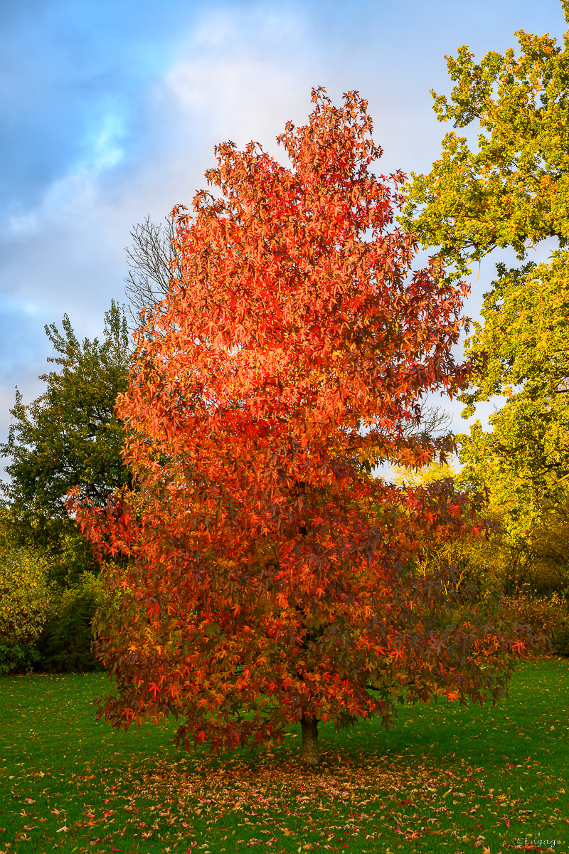 DSC_3453.jpg