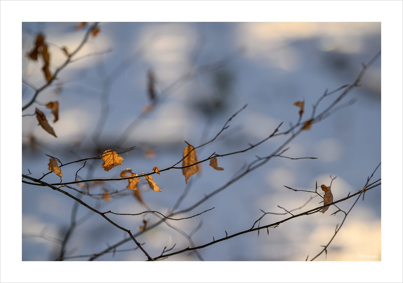 DSC_3935.jpg