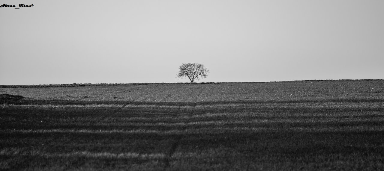 38126974se.jpg
