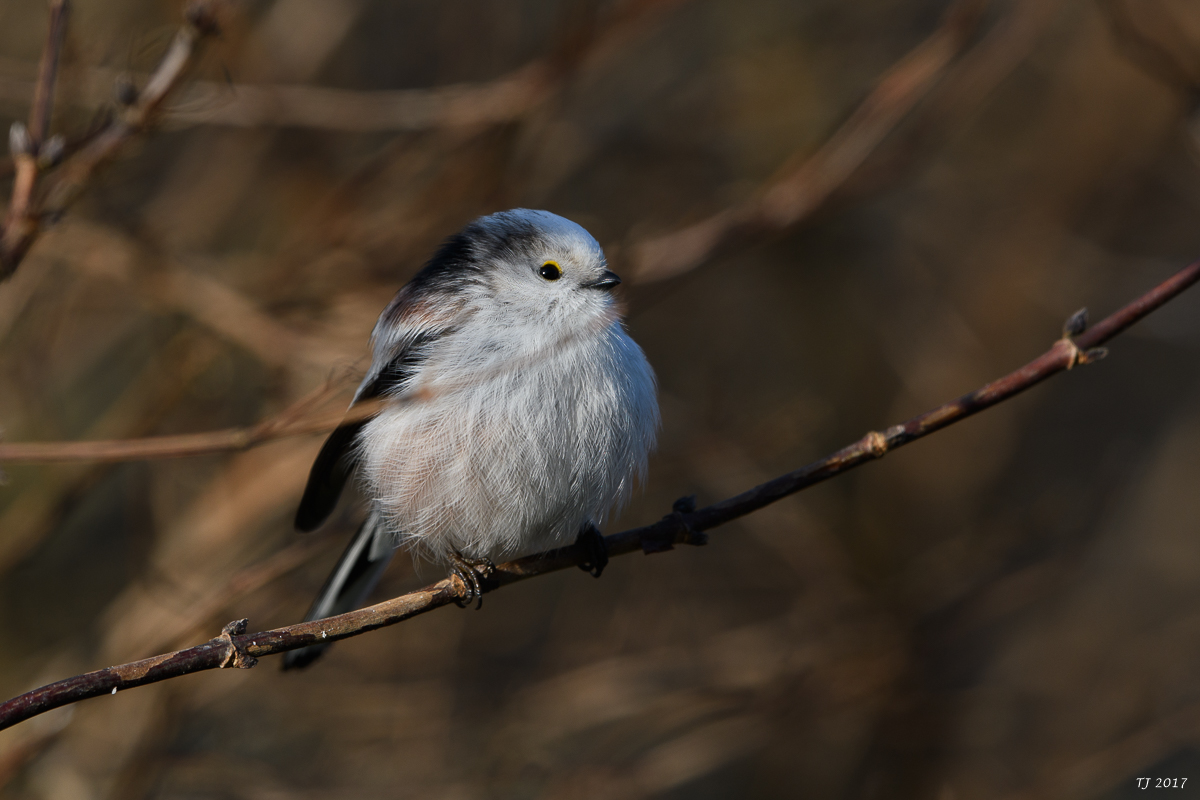 DSC_0550.jpg