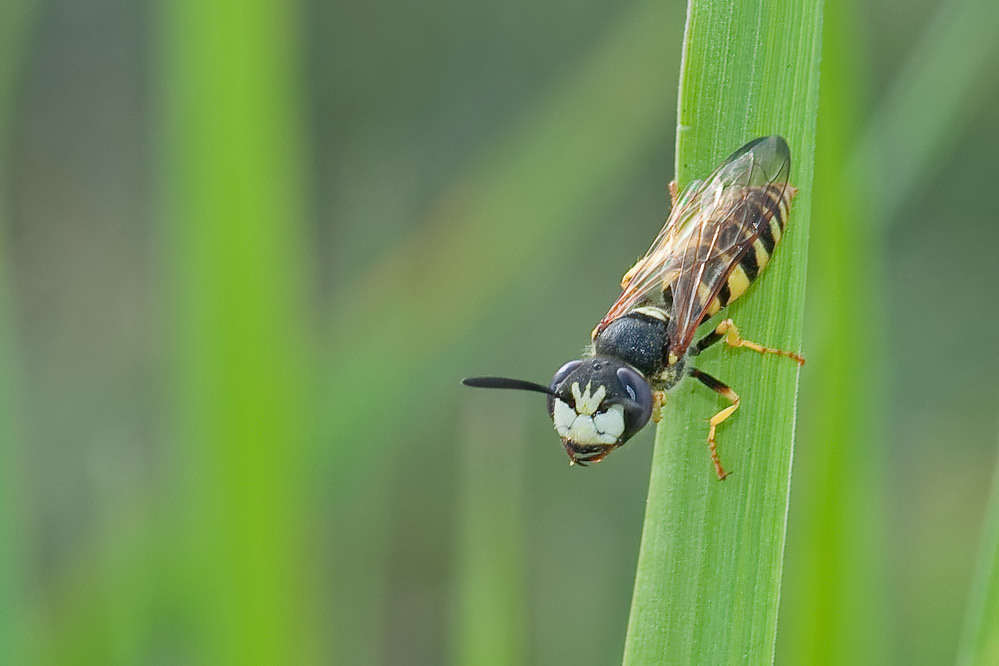 philanthus-bhf-radolfzell-100820-2_filtered.jpg