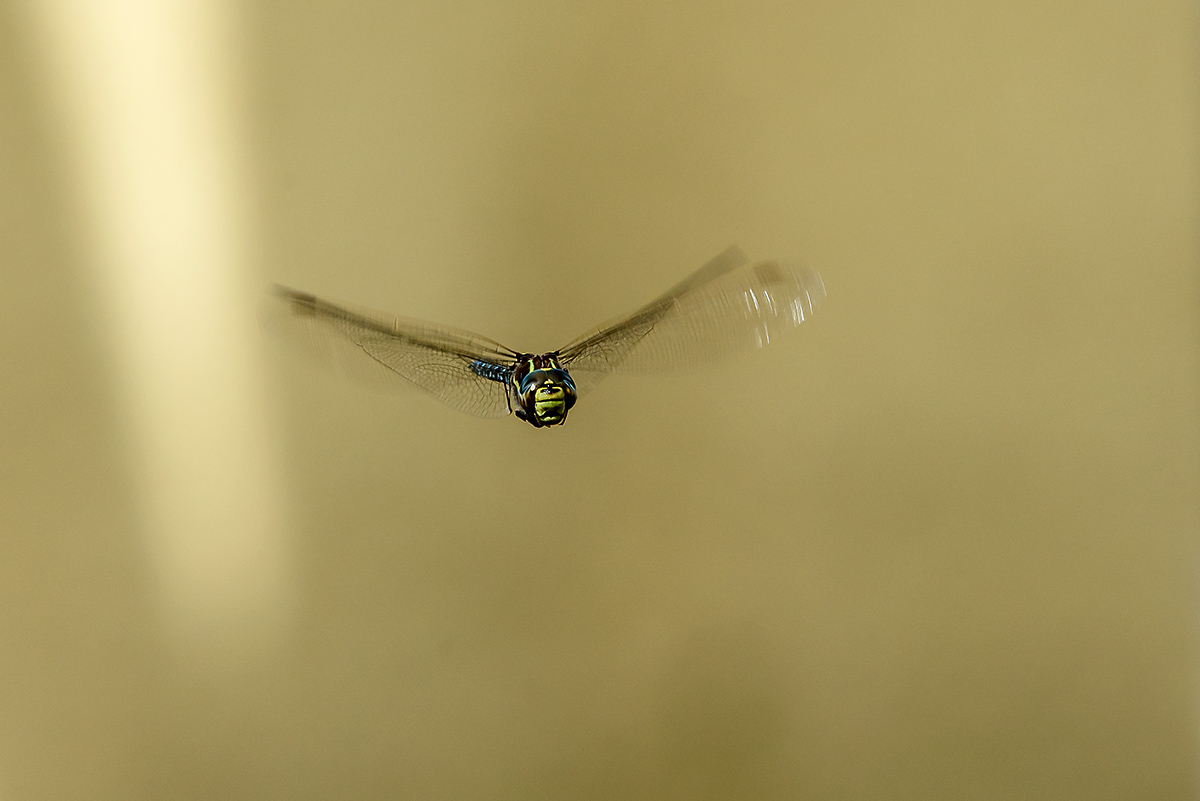 20170913_D810_0462NF.jpg
