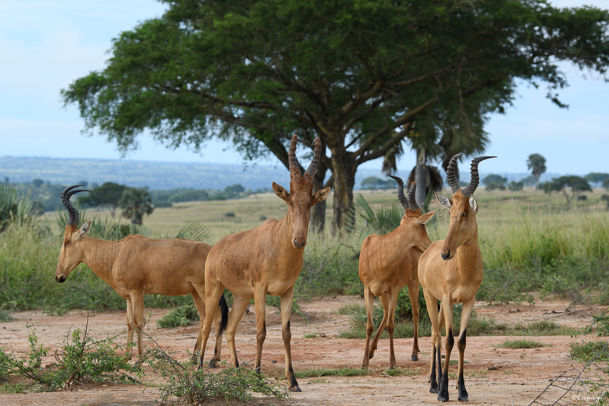 Uganda%200172.jpg