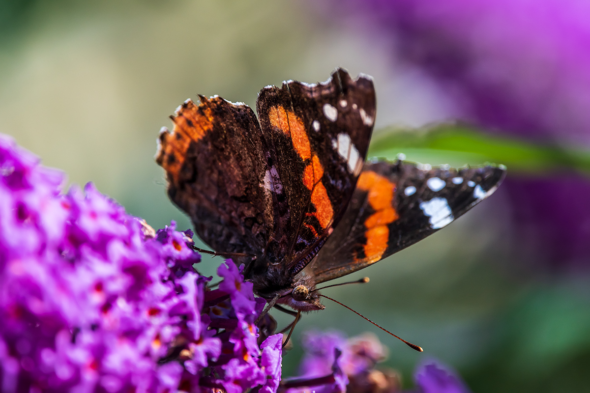20190927_D500_1605NF.jpg