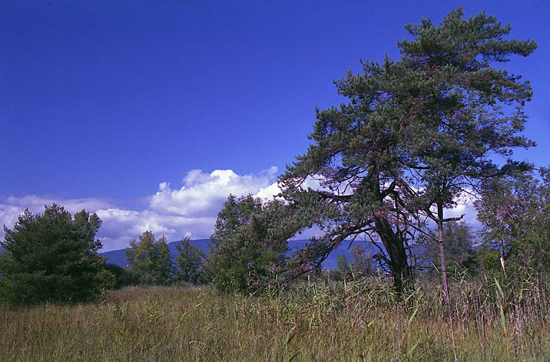 2187197473_78c2008c67_o.jpg