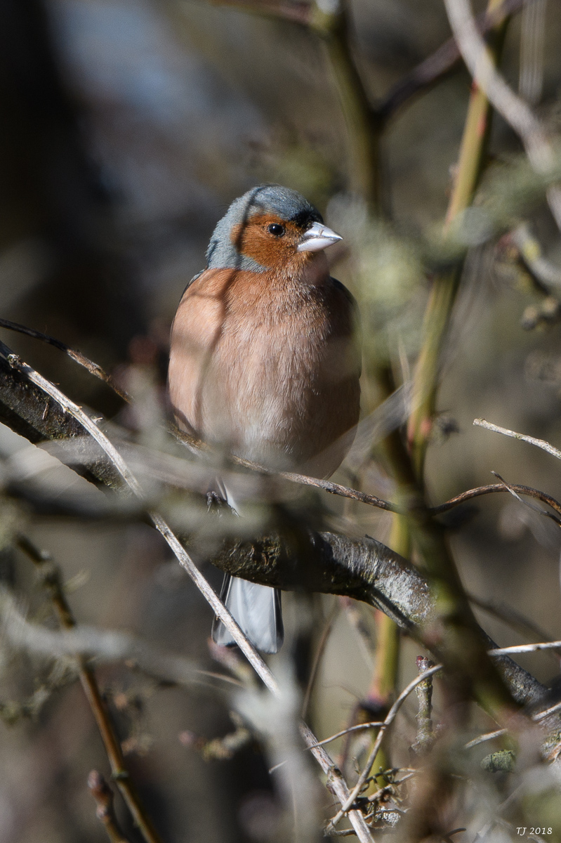 DSC_3927.jpg