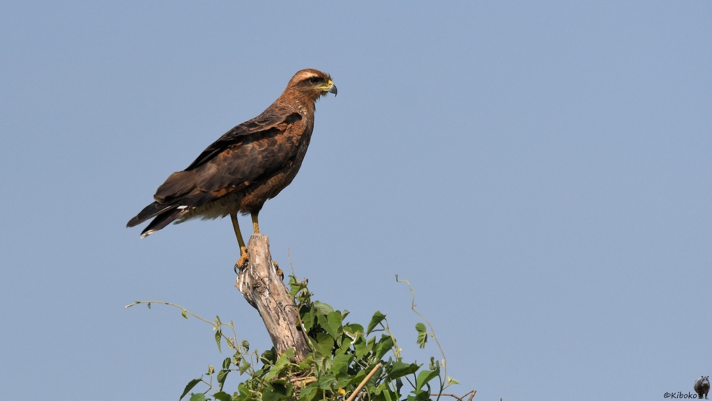 Brauner Greifvogel mit gelben beinen sitzt auf einer Baumspitze