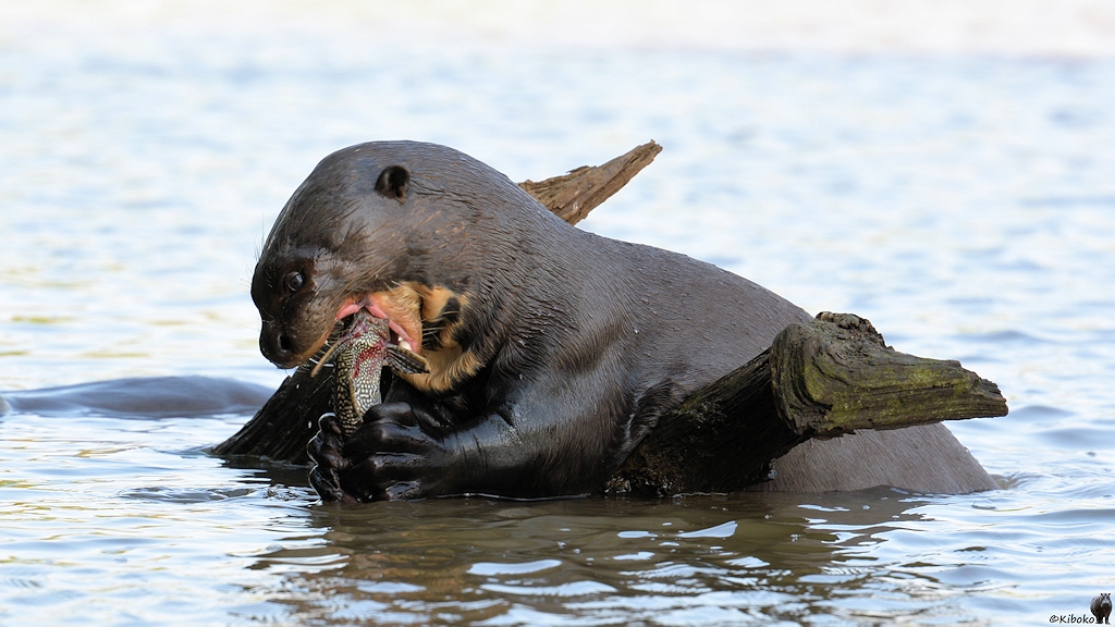 Ein Riesenotter liegt auf einen geschwungenem Ast. Mit dem Pfoten hällt er einen schwarzen fisch mit weißen Punkten fest und beisst gerade genüsslich in den Fischkopf
