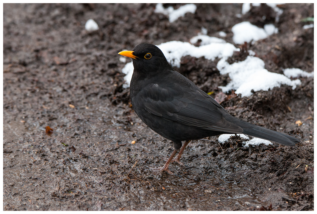 Amsel010.jpg