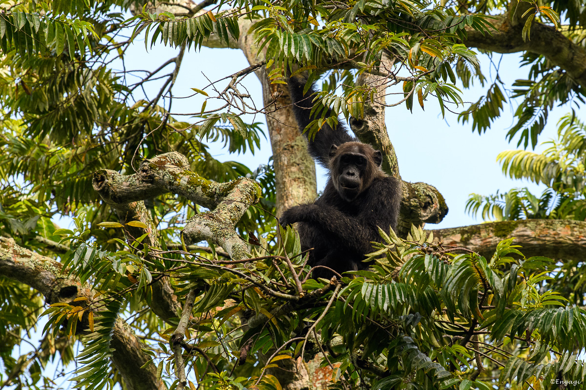 Uganda%201234.jpg