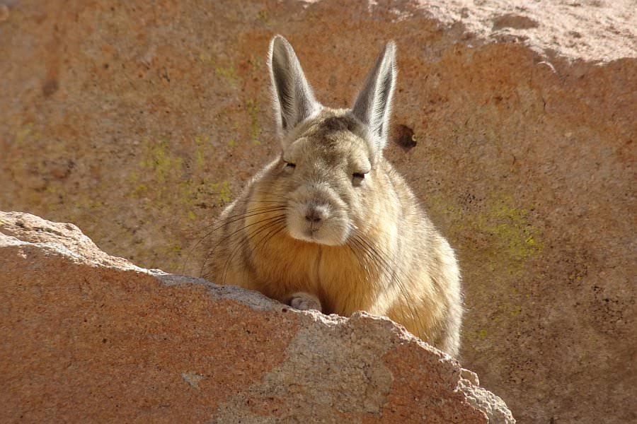 atacama16_044.jpg