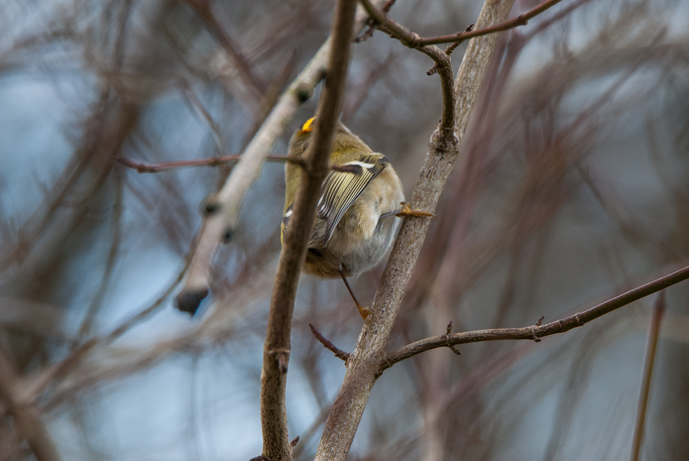 wintergoldhaehnchen003.jpg