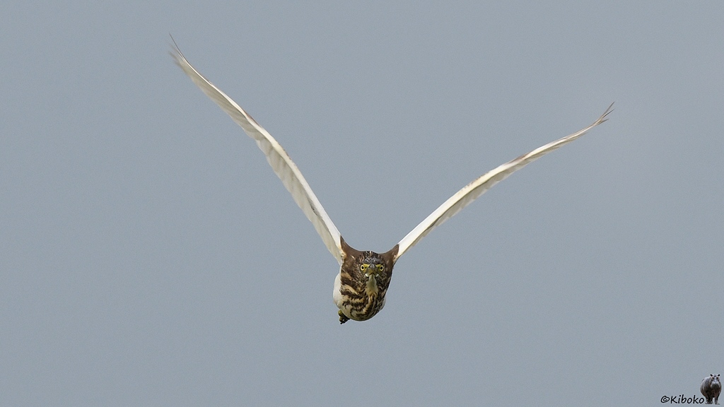 Das Bild zeigt einen braunen Reiher mit weißen Flügeln im Flug. Er kommt direkt auf den Betrachter zugeflogen. Die Flügel bilden ein V.