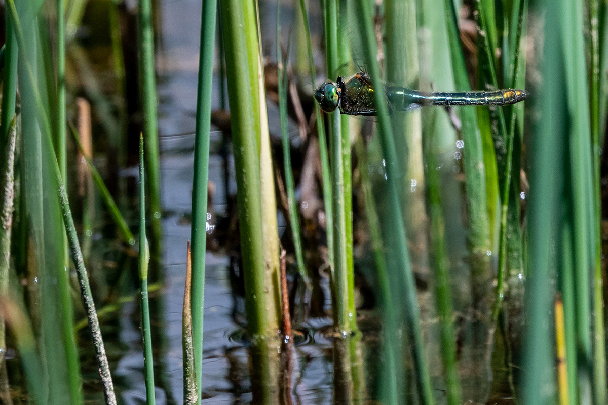 20180511_D500_2072NF.jpg