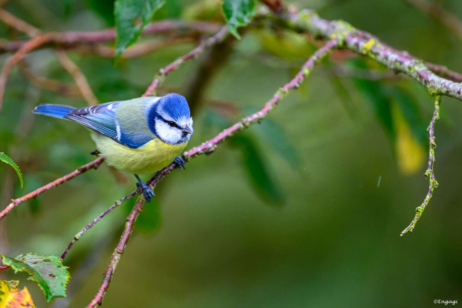 DSC_2787.jpg