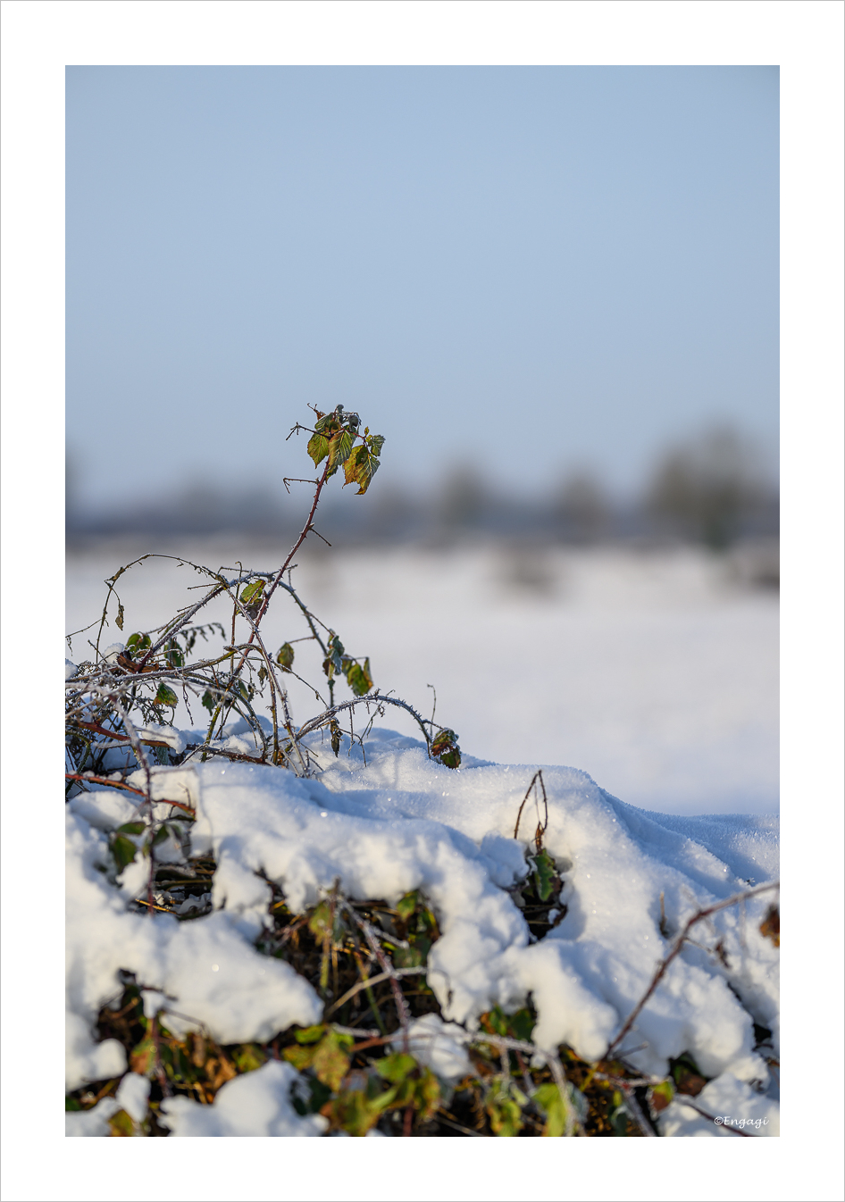 DSC_3937.jpg