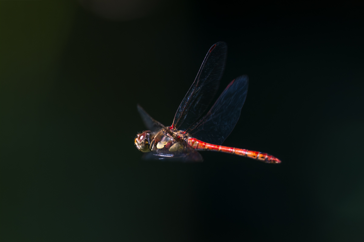 20260915_NZ9_2247_DPXNF.jpg